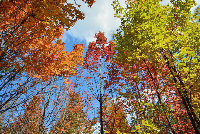昆明周邊3日游：親子農(nóng)耕勞動(dòng)，植物世界探秘，繪畫美麗家園！