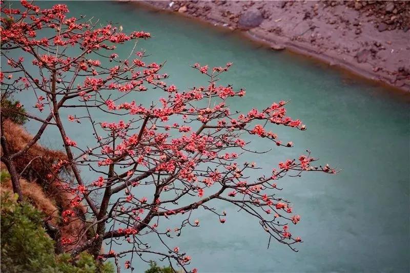 春到怒江，木棉斗艷，鳥兒、松鼠一起把春鬧……