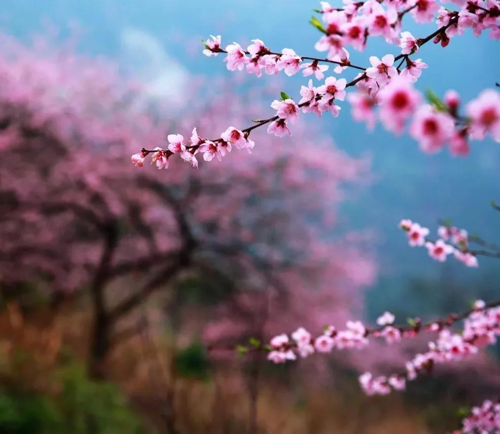 三月來(lái)怒江，你不能錯(cuò)過(guò)的丙中洛！